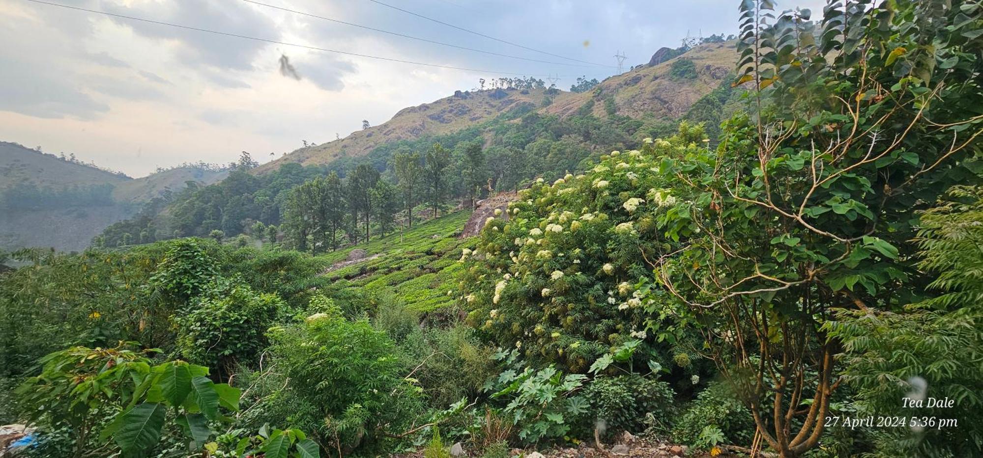 Tea Dale - All Rooms With Tea Estate View Munnar Exterior photo