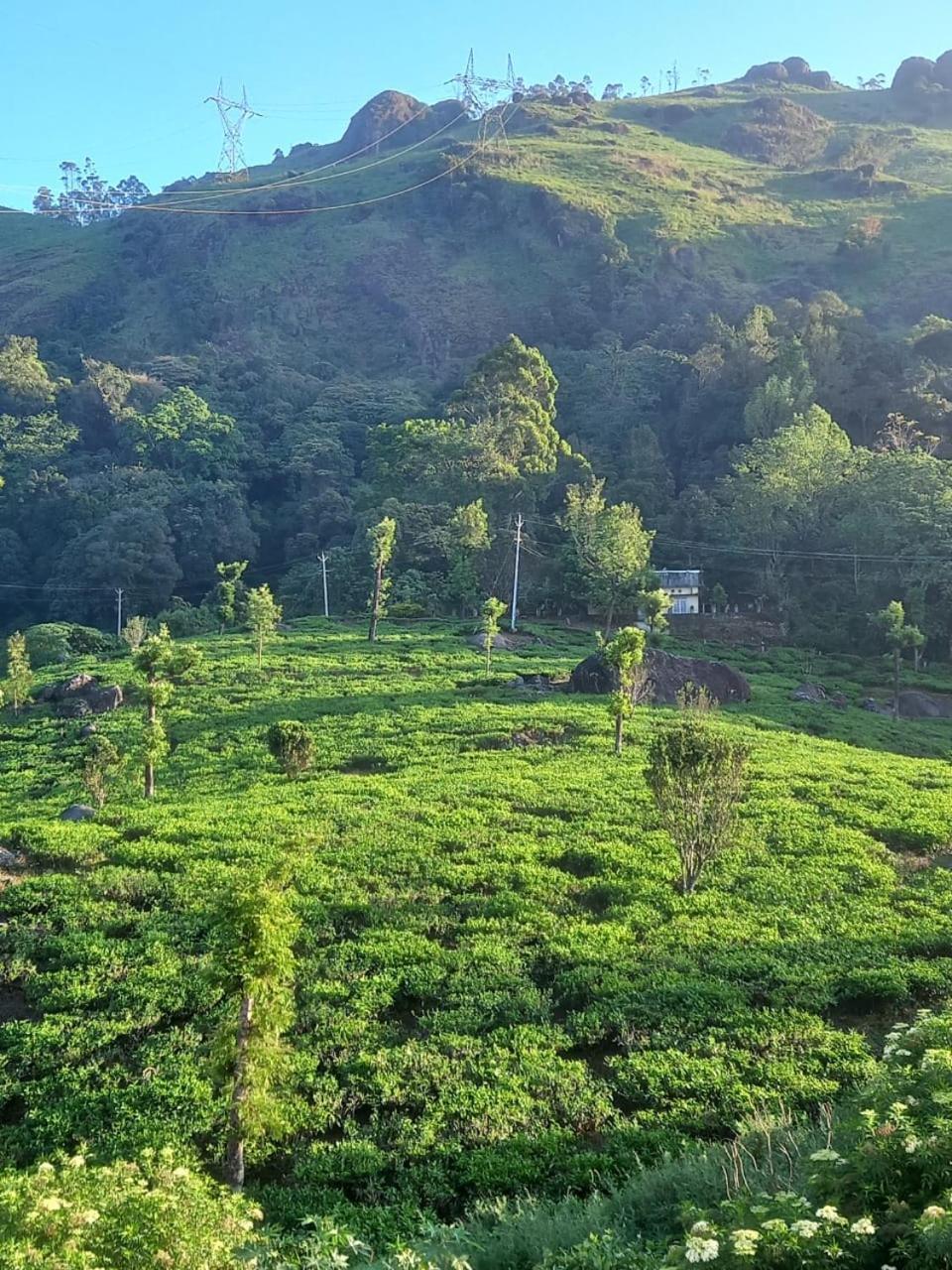 Tea Dale - All Rooms With Tea Estate View Munnar Room photo